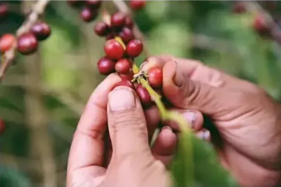 咖啡从种子到杯子的理念